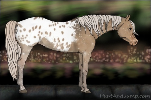 Horse Color:Silver Grullo Appaloosa 