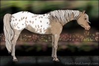 Horse Color:Silver Grullo Appaloosa 
