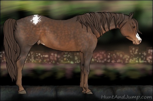 Horse Color:Liver Chestnut Appaloosa