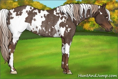 Horse Color:White Spotted Liver Chestnut Rabicano 