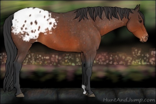 Horse Color:Brown Roan Appaloosa 