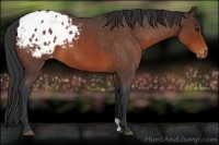 Horse Color:Brown Roan Appaloosa 