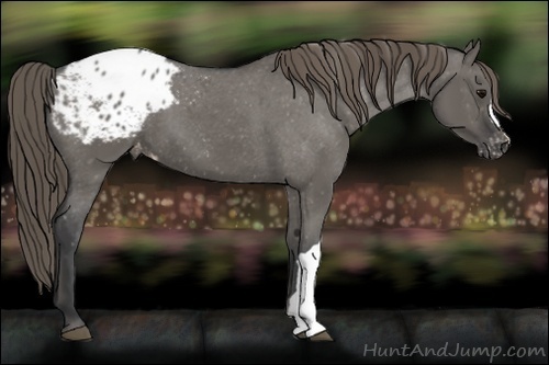 Horse Color:Grullo Varnish 