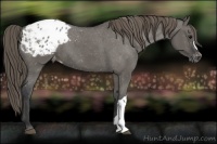 Horse Color:Grullo Varnish 