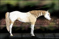 Horse Color:Red Dun Roan Pearl Splash Appaloosa 