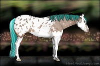 Horse Color:Painted Buckskin Splash Appaloosa Rabicano