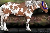 Horse Color:White Spotted Silver Bay Varnish 
