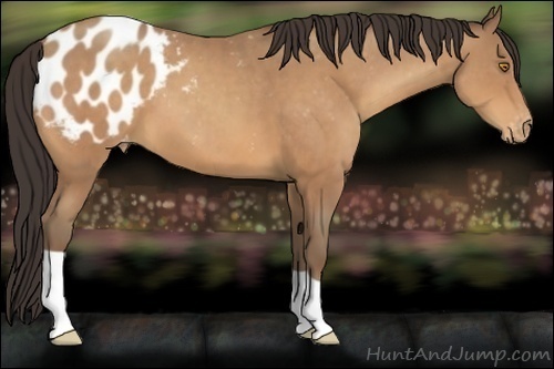 Horse Color:Sable Champagne Appaloosa 