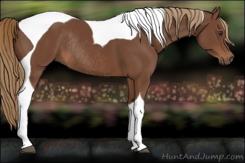 Horse Color:Chestnut Sabino Tobiano Rabicano