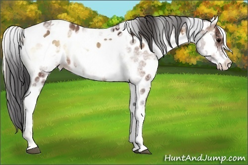 Horse Color:White Spotted Brown Onyx Sabino Appaloosa Rabicano 