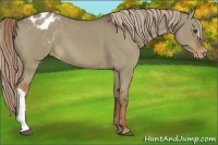 Horse Color:Red Dun Appaloosa