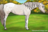 Horse Color:Bay Dun Appaloosa 