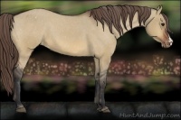 Horse Color:Bay Dun Appaloosa 