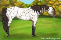 Horse Color:Brown Dun Near Leopard 