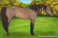 Horse Color:Bay Dun Appaloosa Rabicano 