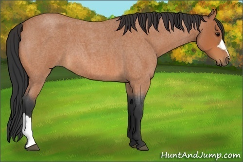 Horse Color:Bay Roan 