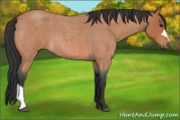 Horse Color:Bay Roan 