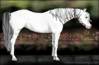 Horse Color:White Spotted Bay 