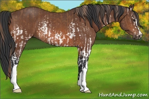 Horse Color:White Spotted Chestnut  and Bay Rabicano 