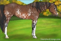 Horse Color:White Spotted Chestnut  and Bay Rabicano 
