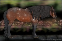 Horse Color:Bay Roan 