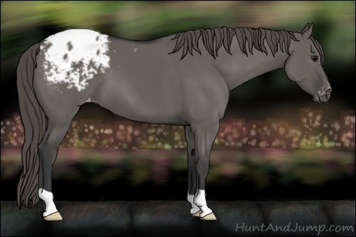 Horse Color:Grullo Blanket 