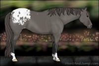 Horse Color:Grullo Appaloosa 