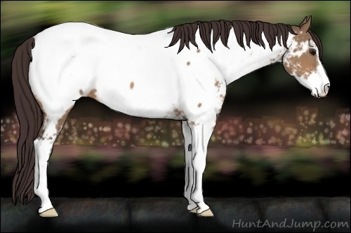 Horse Color:Bay Dun Sabino Near Fewspot 