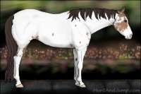 Horse Color:Bay Dun Sabino Appaloosa