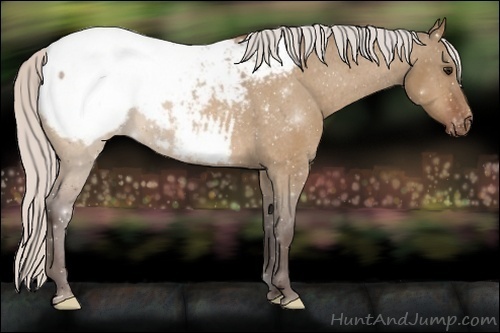 Horse Color:Silver Bay Dun Appaloosa 