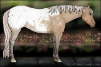 Horse Color:Silver Bay Dun Appaloosa