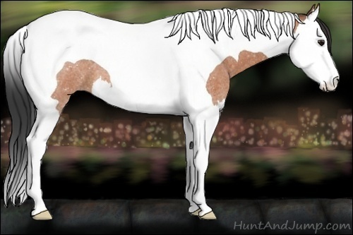 Horse Color:Bay Roan Splash Tobiano 
