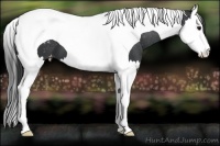 Horse Color:Black Splash Tobiano Snowcap 