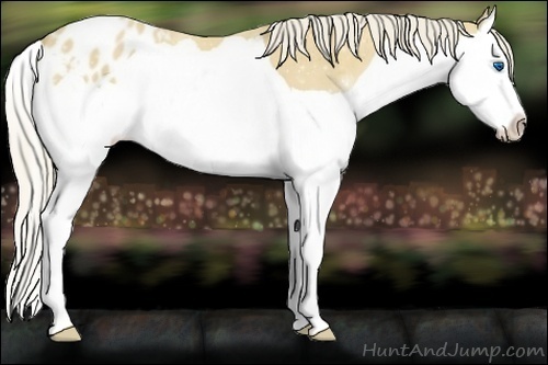 Horse Color:Palomino Splash Appaloosa 