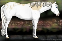 Horse Color:Palomino Splash Appaloosa 