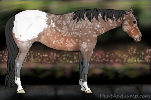 Horse Color:Bay Ice Appaloosa 