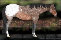 Horse Color:Bay Ice Appaloosa 