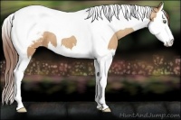 Horse Color:Amber Champagne Splash Tobiano Appaloosa 