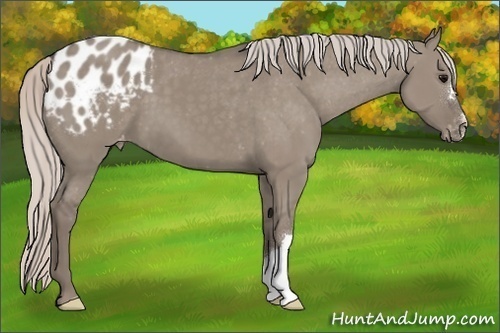 Horse Color:Silver Grullo Appaloosa 