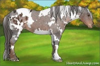 Horse Color:White Spotted Liver Chestnut Varnish