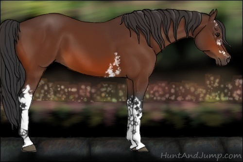 Horse Color:White Spotted Bay 