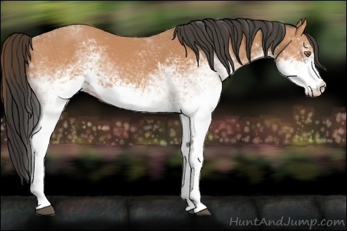 Horse Color:White Spotted Buckskin 