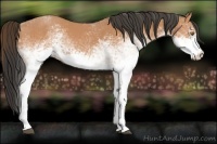 Horse Color:White Spotted Buckskin