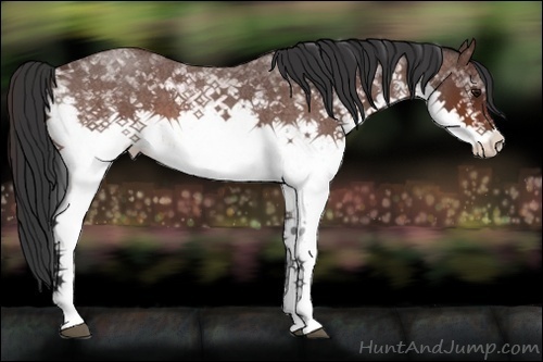 Horse Color:White Spotted Bay Roan 