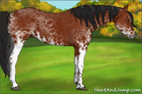 Horse Color:Gray White Spotted Bay 