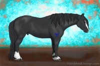 Horse Color:Black Sabino