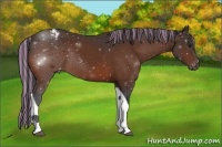 Horse Color:Painted Bay Tobiano Appaloosa Rabicano