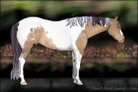 Horse Color:Painted Amber Champagne Tobiano Appaloosa Rabicano