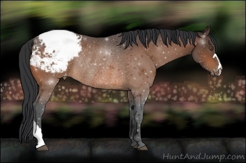 Horse Color:Bay Appaloosa Rabicano 