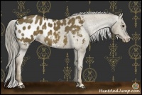 Horse Color:Chocolate Palomino Appaloosa